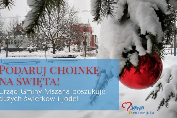 Gmina Mszana szuka choinek na święta. Mieszkańcy mogą zgłaszać drzewka do wycinki