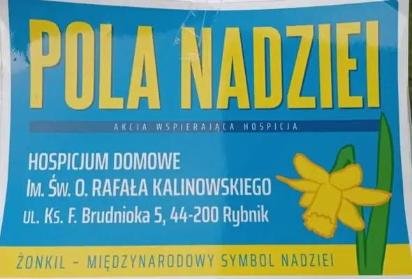 Młodzież z Rydułtów sadziła żonkile z hospicjum w Rybniku